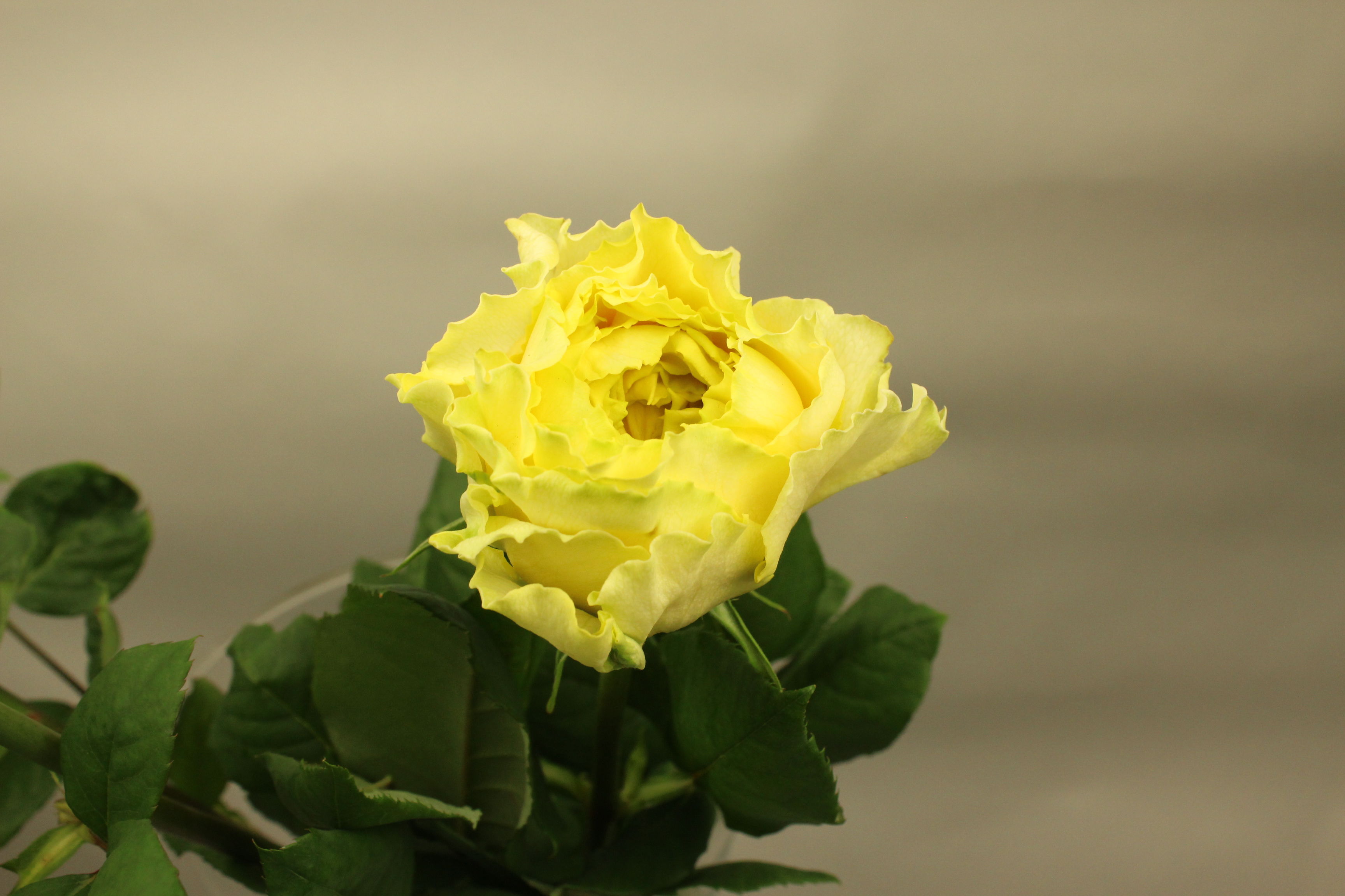 バラ カラルナゴールド FLORE21葛西店ブログ