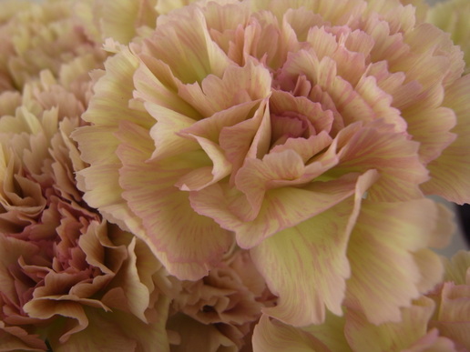 カーネーションさん専用 相談02905】ガーデンカーネーション（赤/ピンクポット）3.5寸