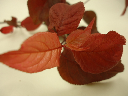 ◎紅葉すもも 紅葉スモモ | FLORE21