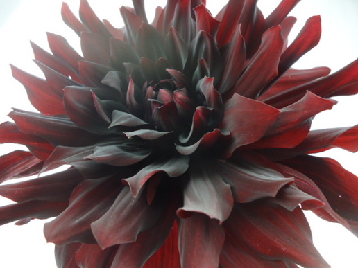 ダリア黒.JPGのサムネイル画像のサムネイル画像