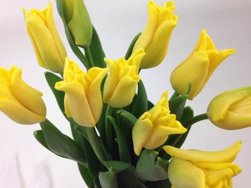 ひなまつりにチューリップ・イエロークラウン | FLORE21