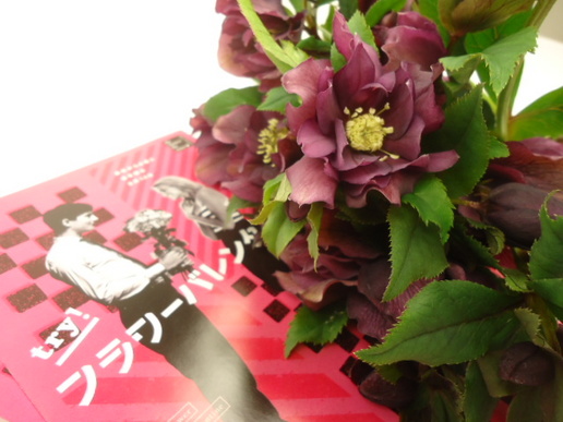 クリスマスローズ チョコレートブラック | FLORE21