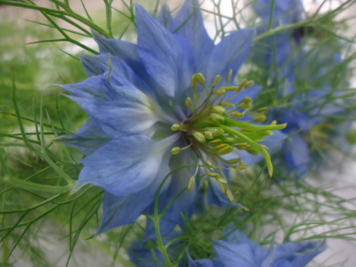 ニゲラ ブルー | FLORE21