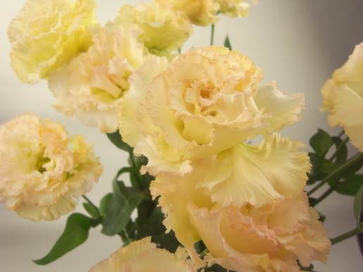 トルコキキョウ コサージュマンゴー | FLORE21