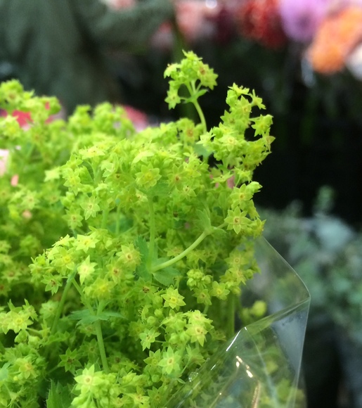 ふわっと柔かい ～アルケミラロブスター～ FLORE21葛西店ブログ