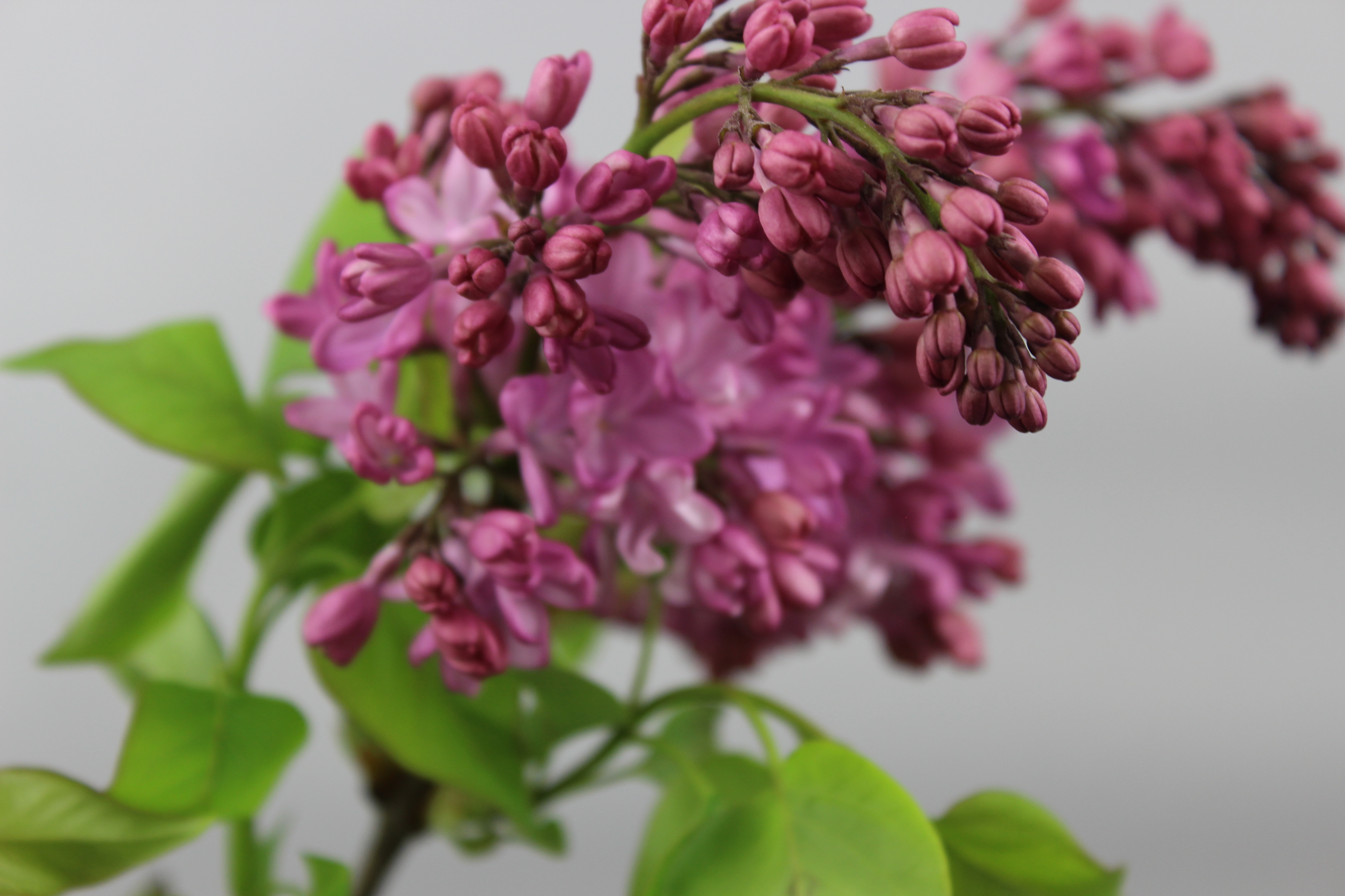 ライラック ピンク（国産） | FLORE21