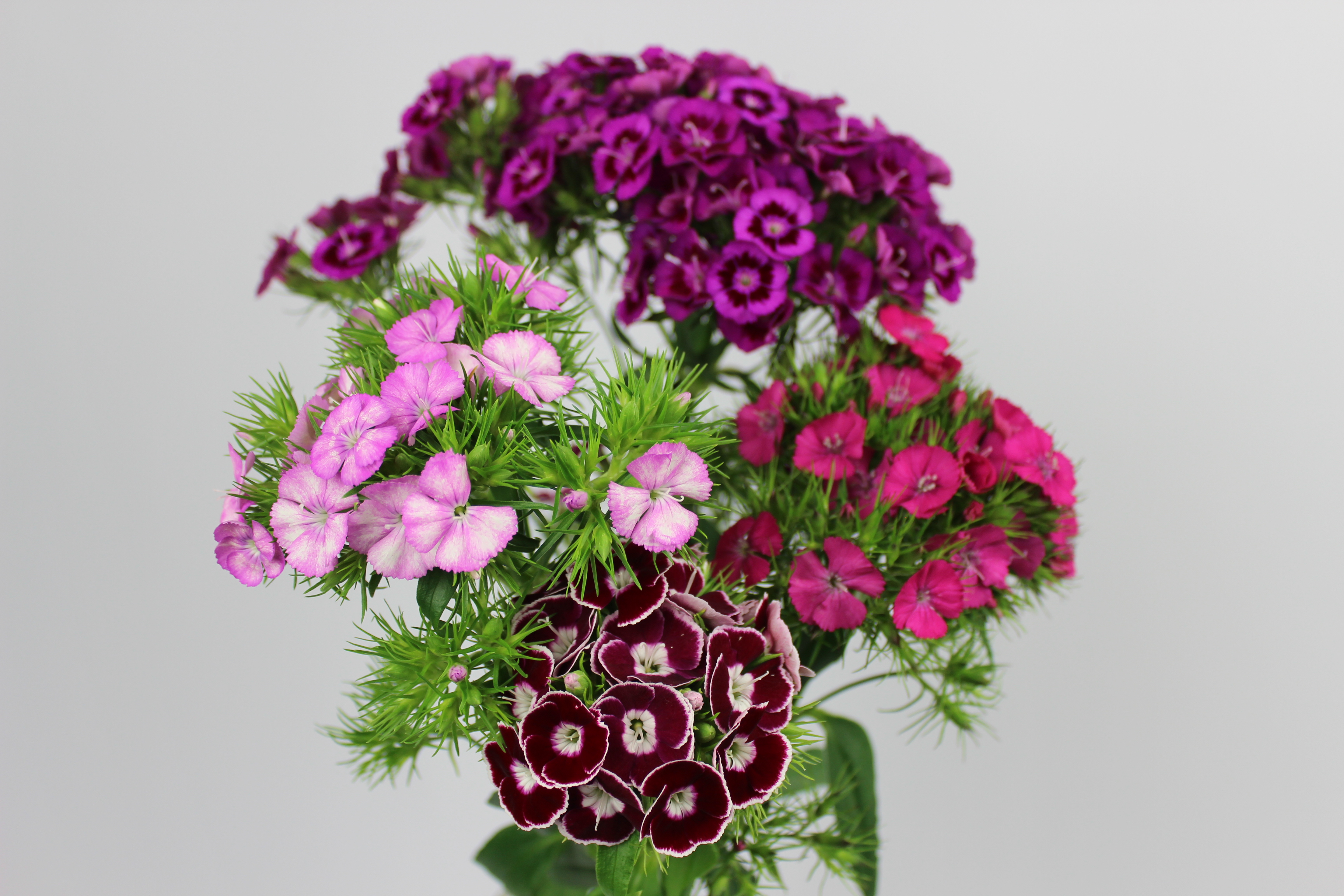 ナデシコ ブレアンサス（ミックス） | FLORE21