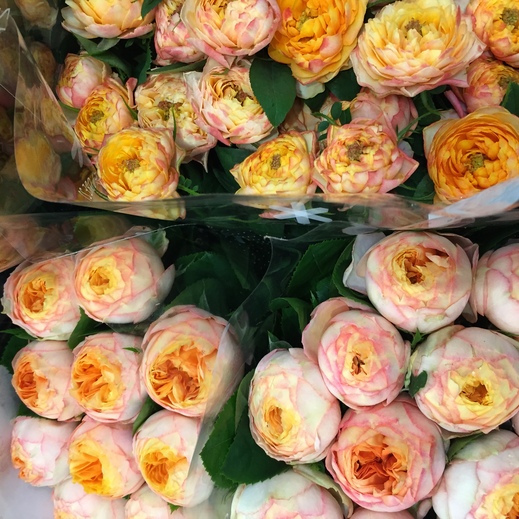 ハロウィンにおすすめのバラ Flore21大田店ブログ