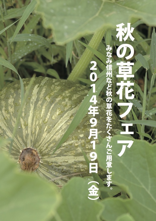 2014.9.19秋の草花.jpg