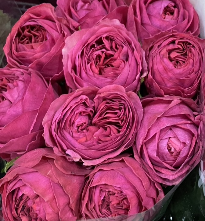 本店「バラ　前橋バラ組合」フェア、支店「ヤドリギ」フェア