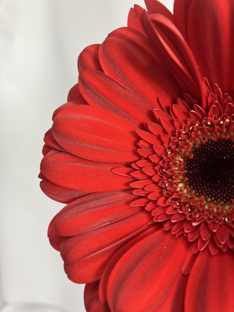 ガーベラ 赤 セバスチャン | FLORE21