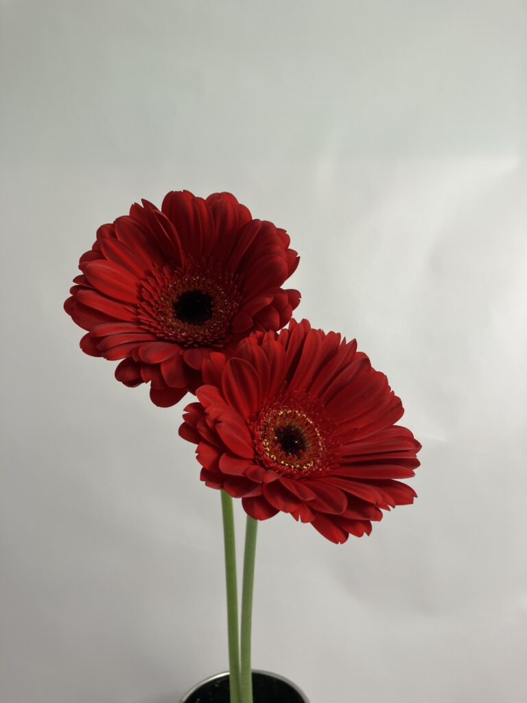 ガーベラ 赤 セバスチャン | FLORE21