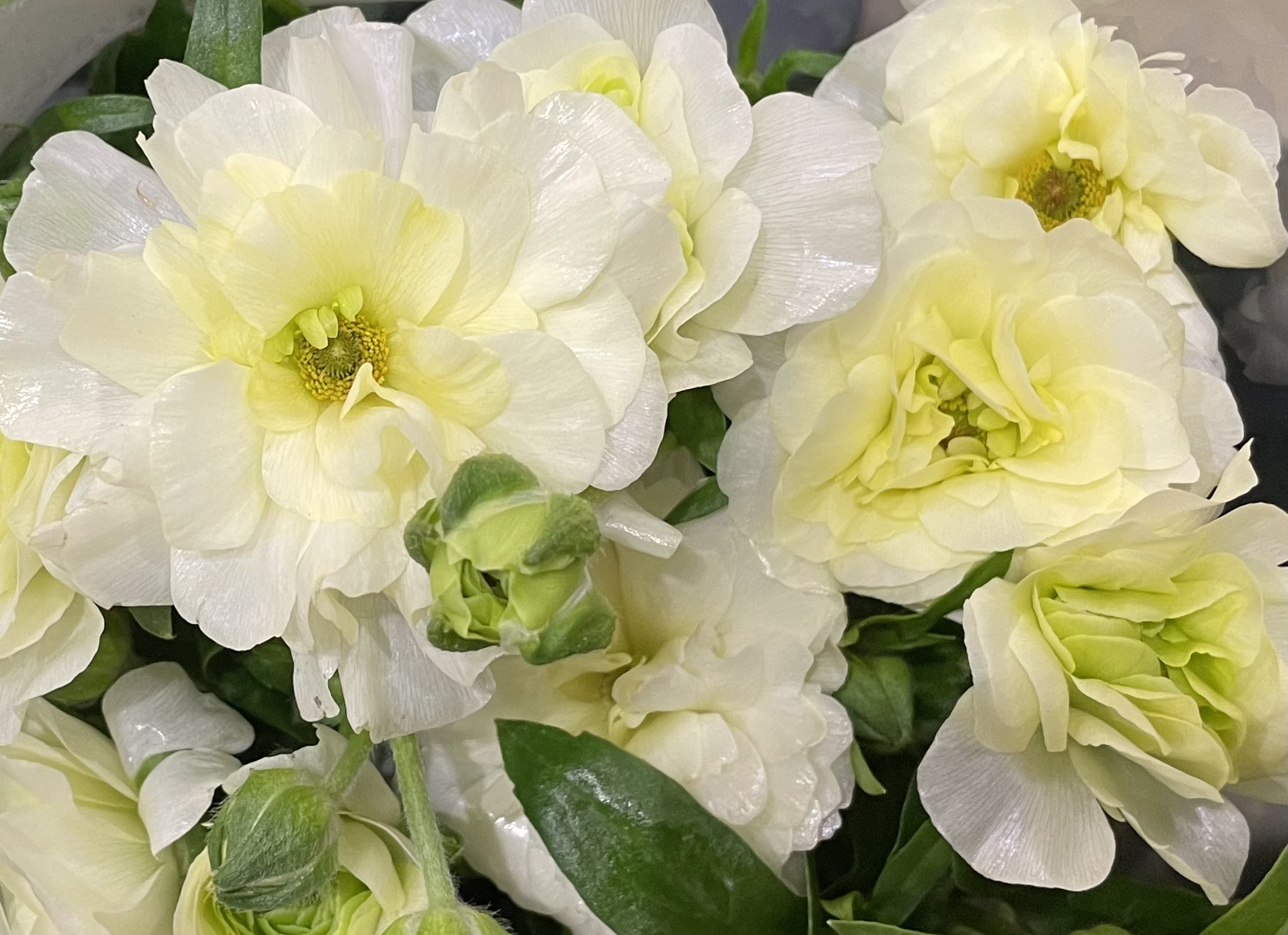 本店「ラナンキュラス　ラックスシリーズ」フェア、支店「春の枝物」