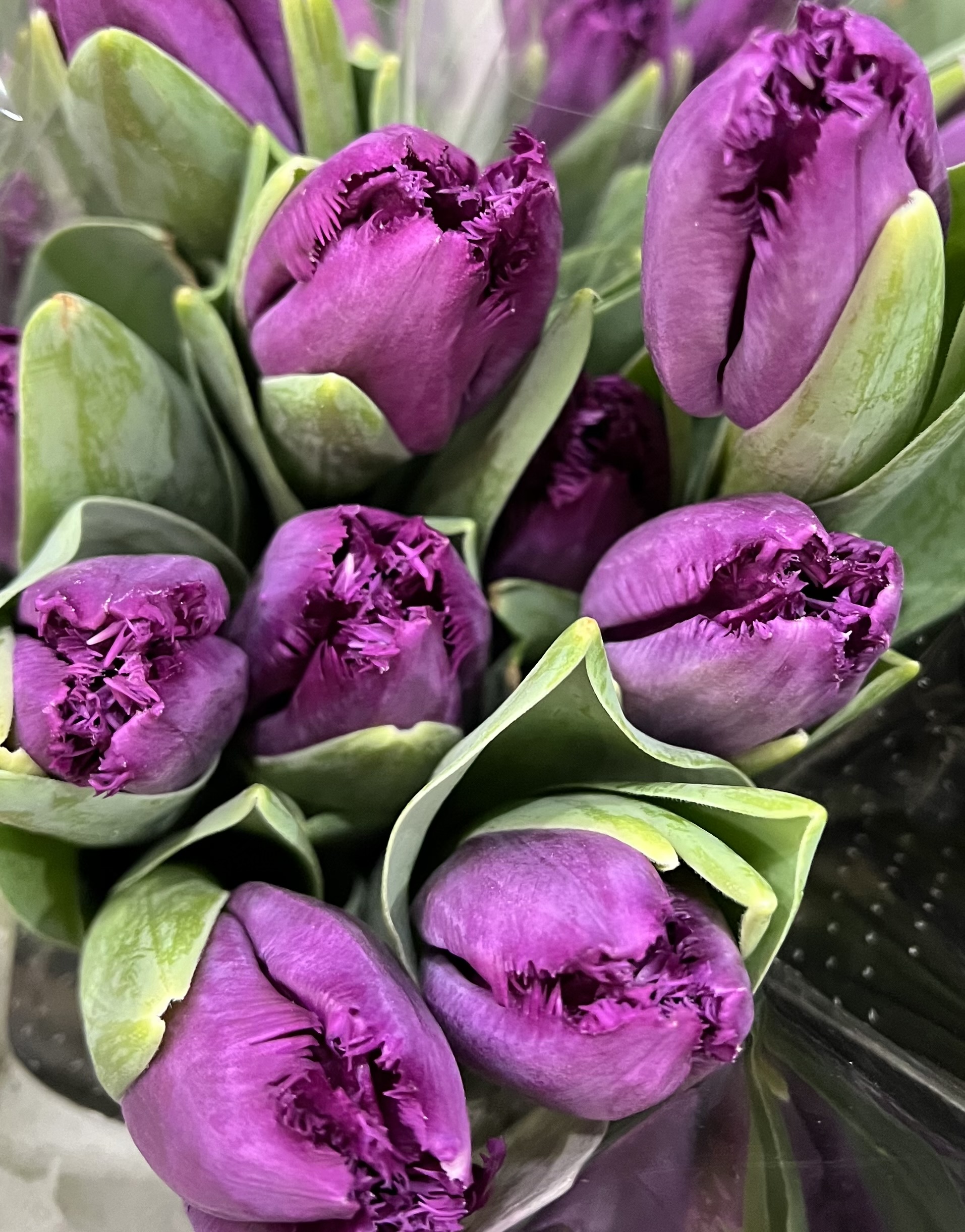 本店「チューリップ」フェア、支店「アカシア」フェア