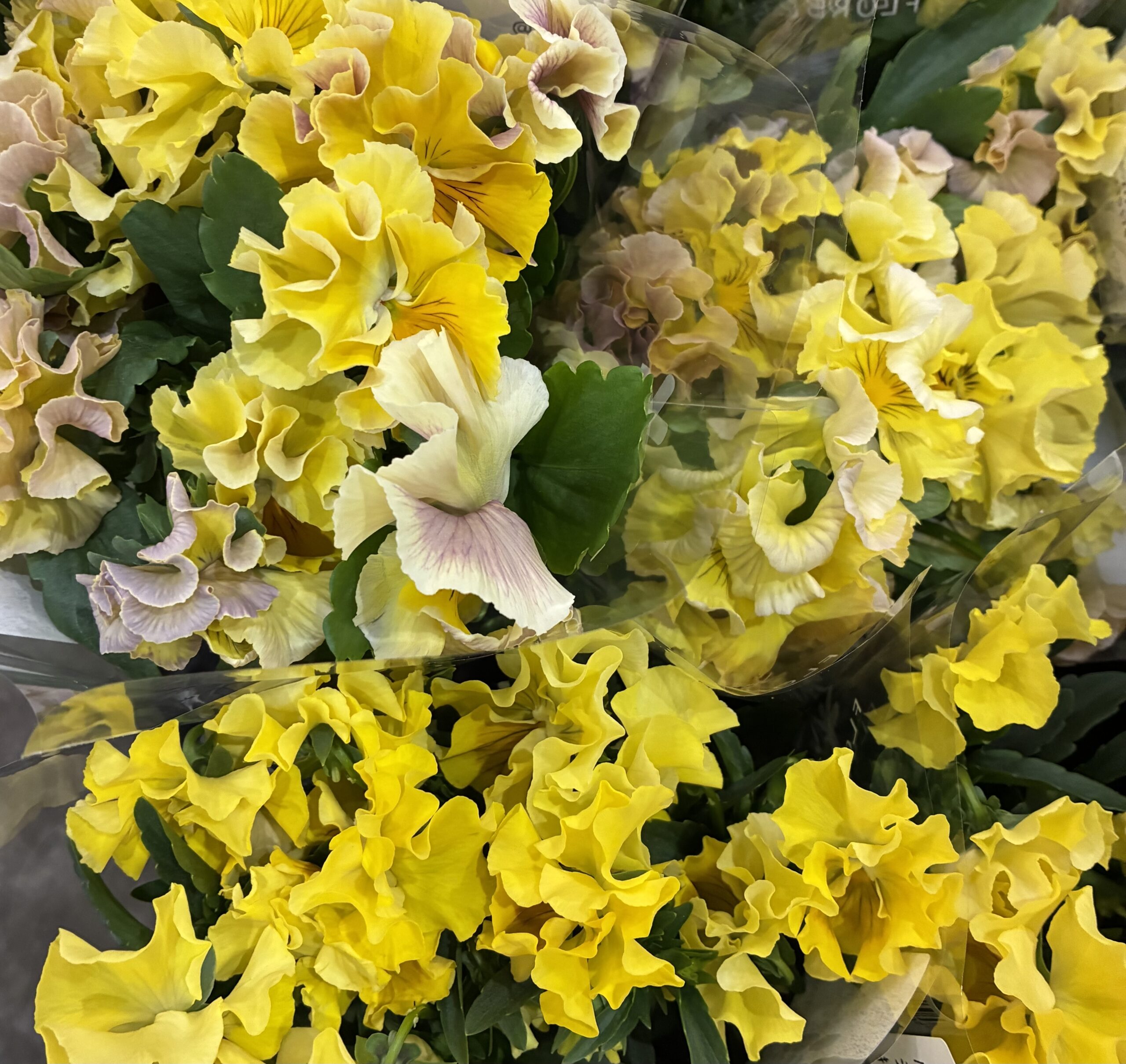 本店「ミモザ（Spring yellow fair）」、支店「ネコヤナギ（にゃんにゃんにゃんフェア）」