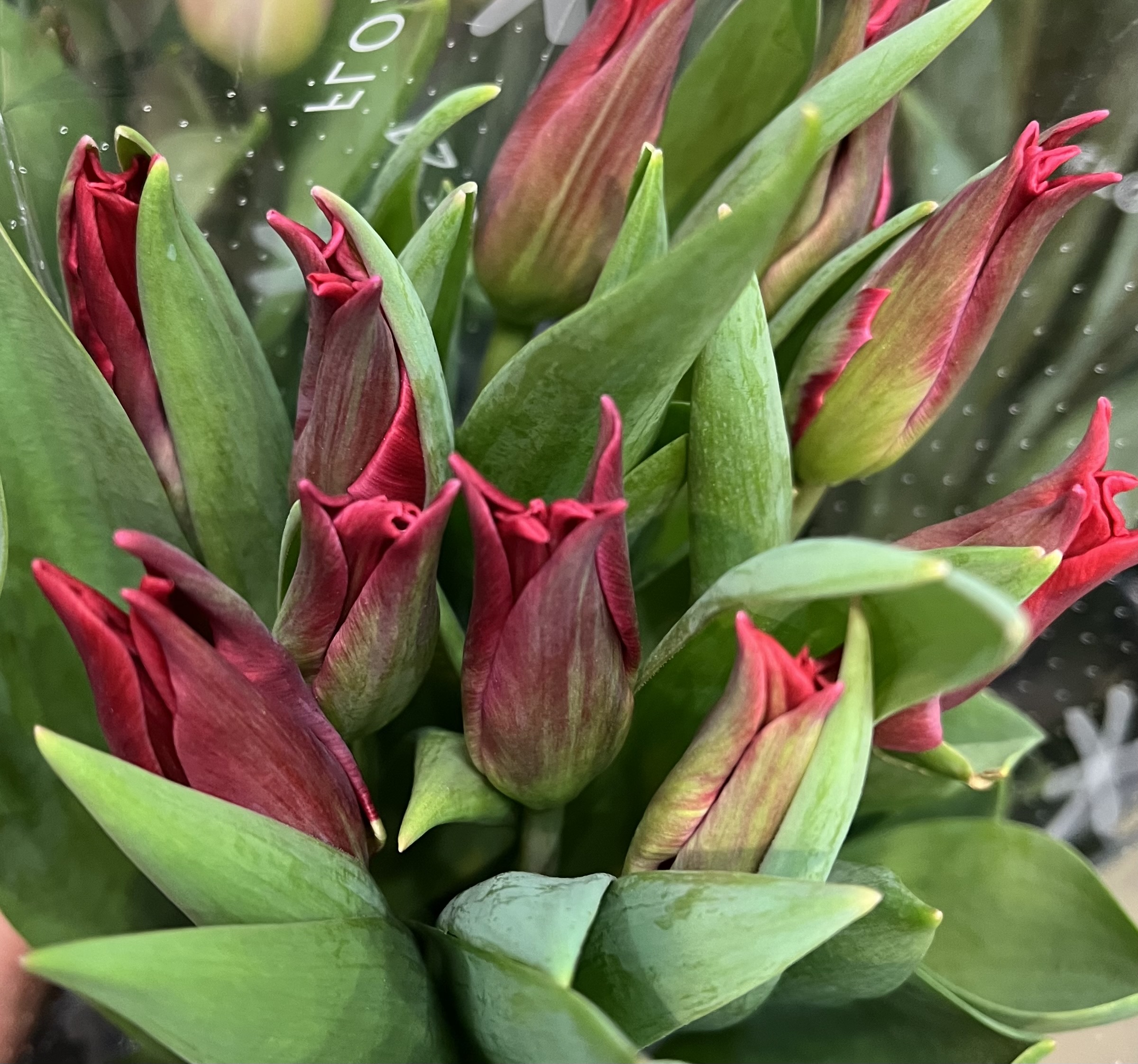 本店「精華園さん　カーネーション」、支店「チューリップ」フェア