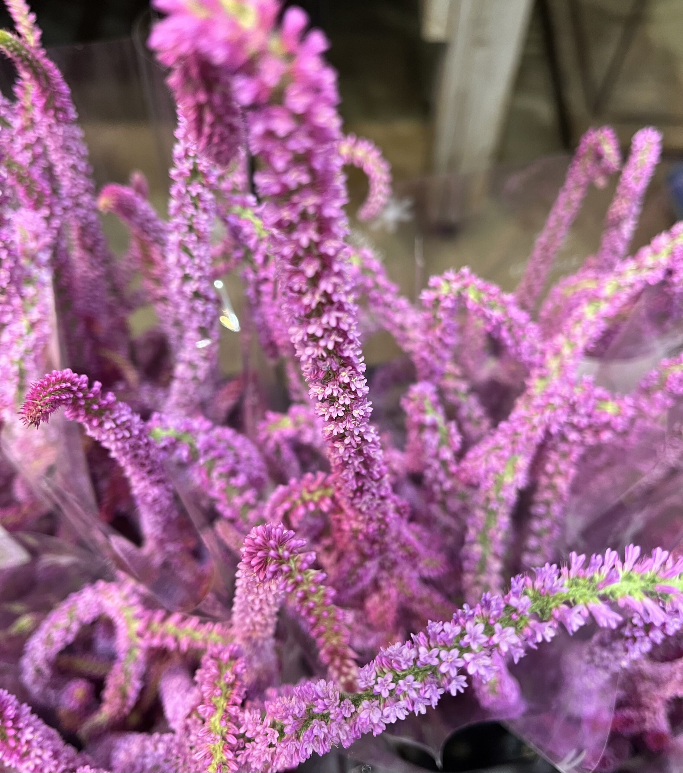 「スカビオサ」、支店「バレンタインデー」フェア