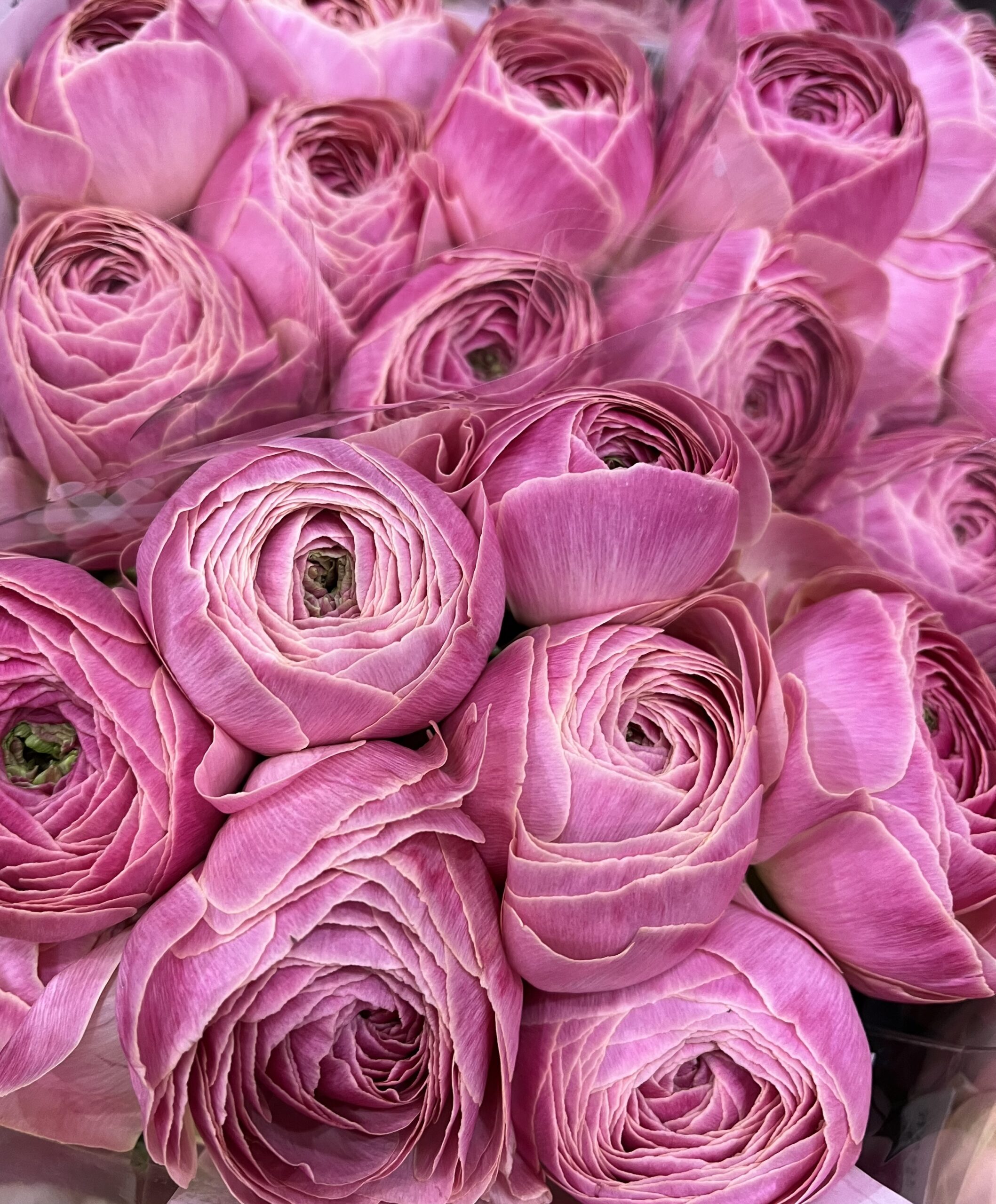 本店「高千穂ラナンキュラス」、支店「桃の節句」フェア