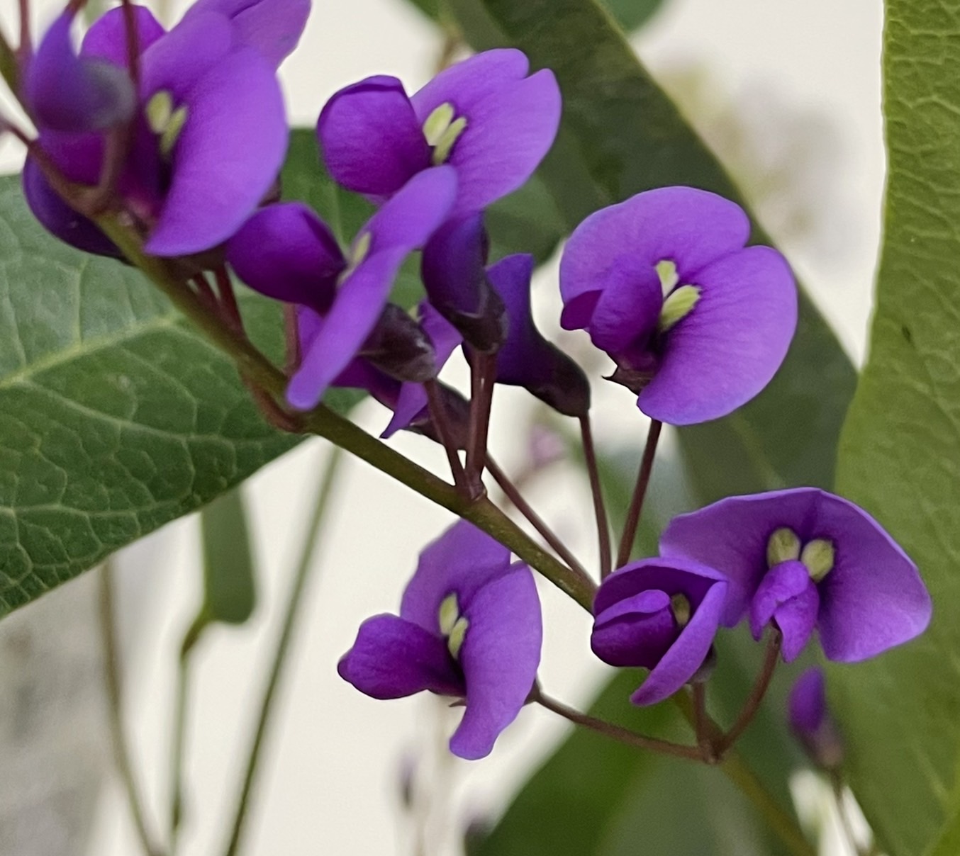 福岡産の鉢物フェア