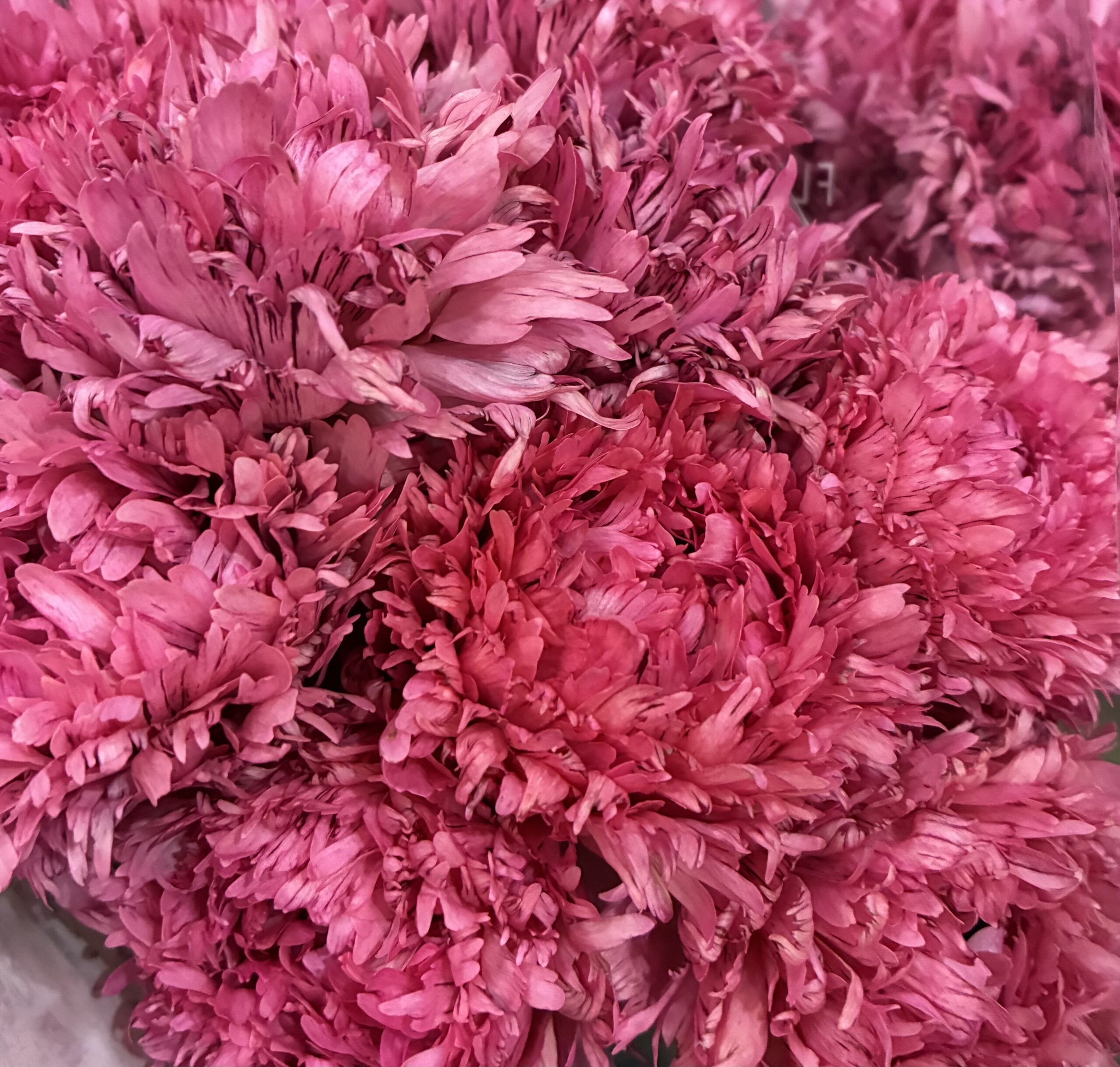 本店「北海道　新函館農協」フェア、支店「ミモザの日　3月8日」フェア