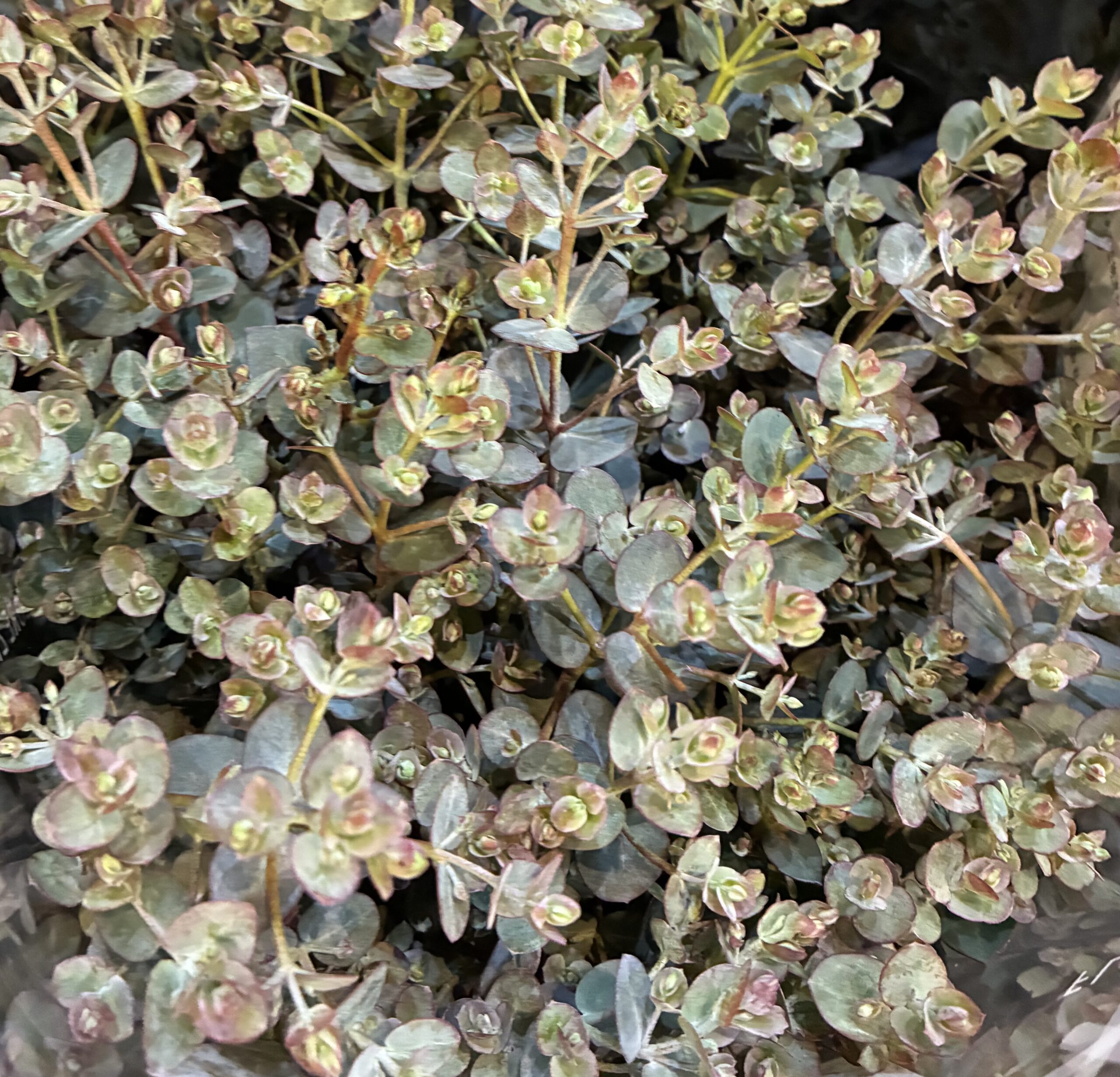 本店「ブルーフェア」、支店「ユーカリ」