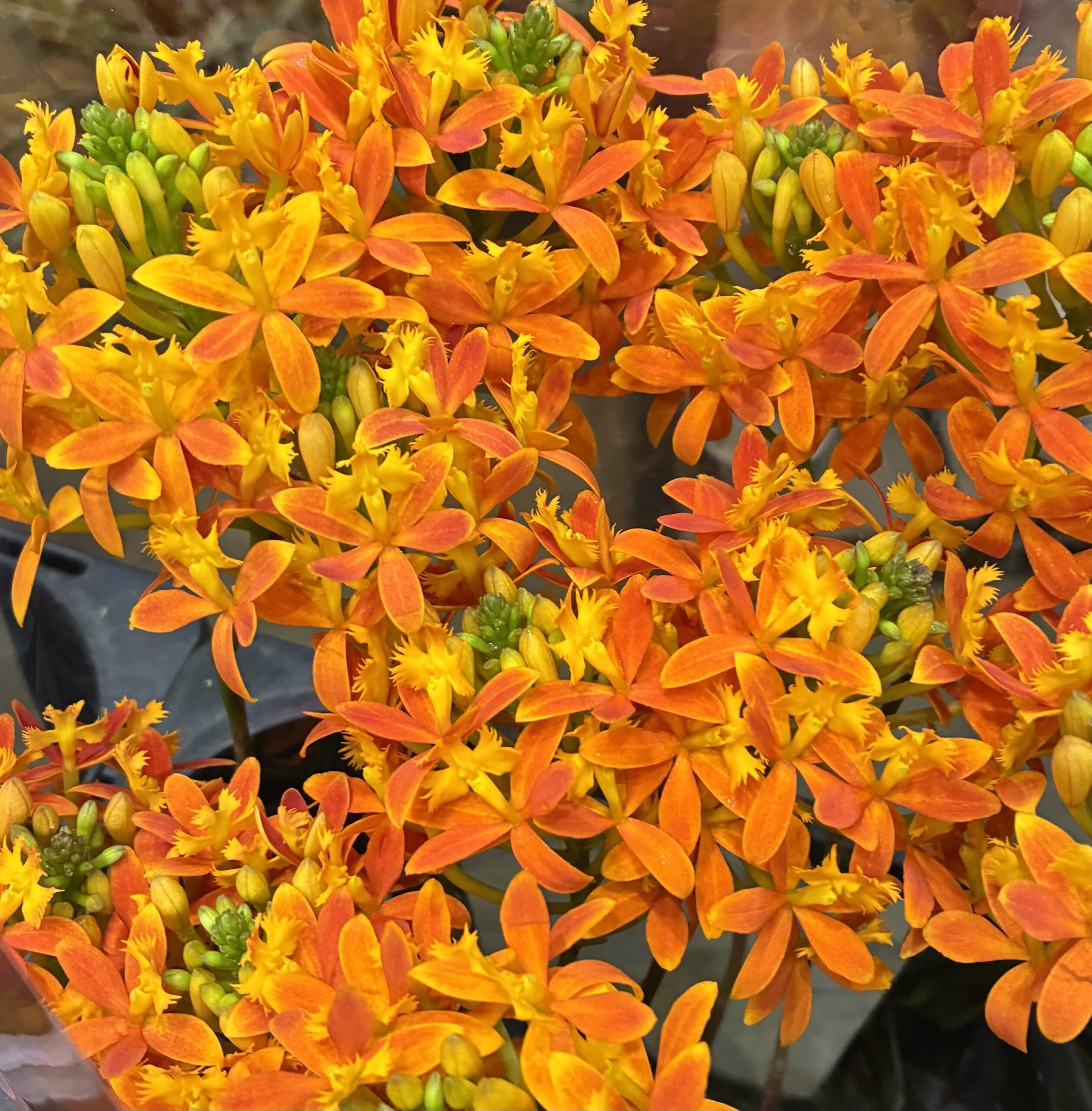 本店「愛知県　金田バラ園さん」フェア、支店「オレンジデー4月14日」フェア