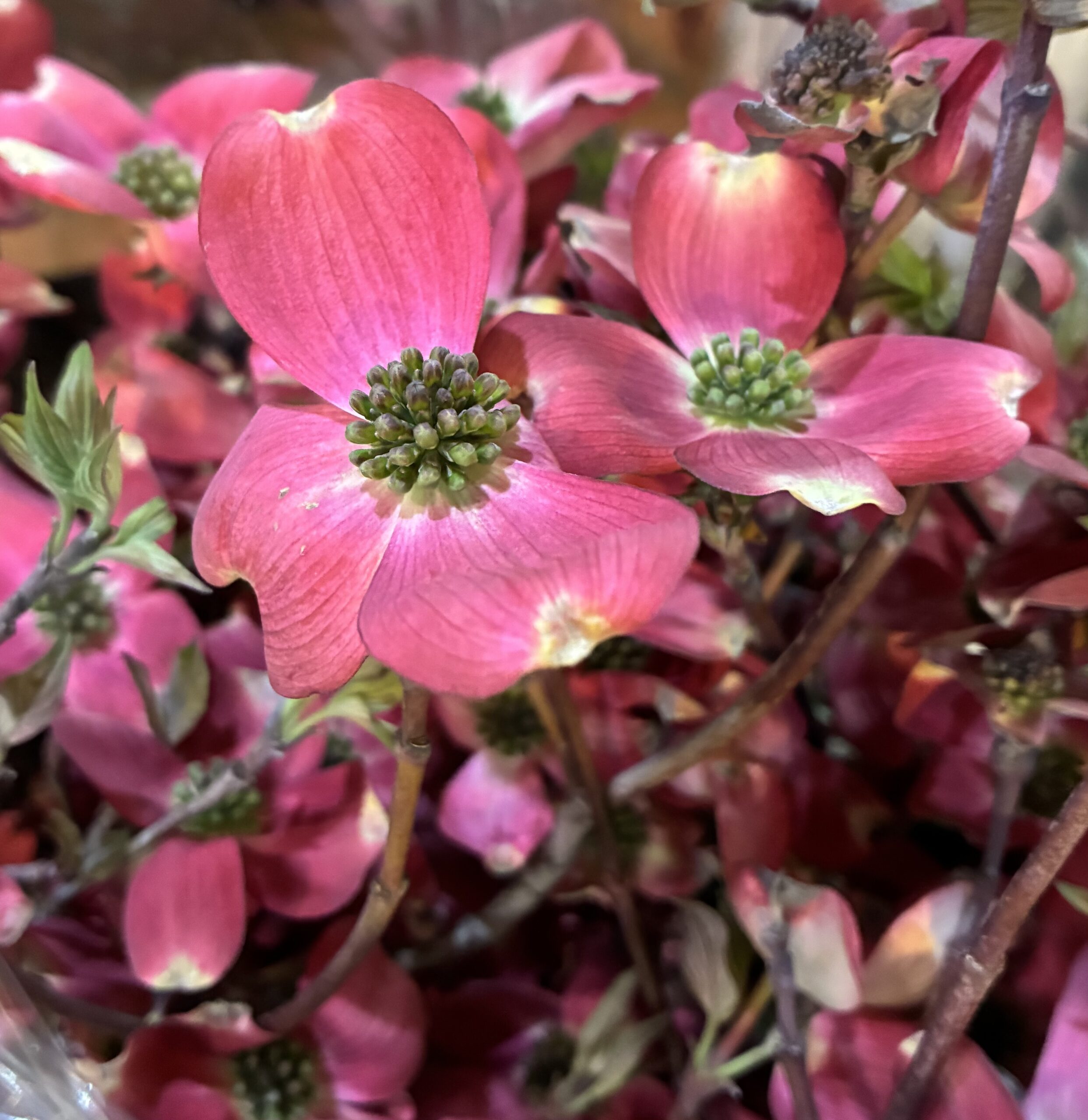 本店「ガーベラ」フェア、支店「ハナミズキ」