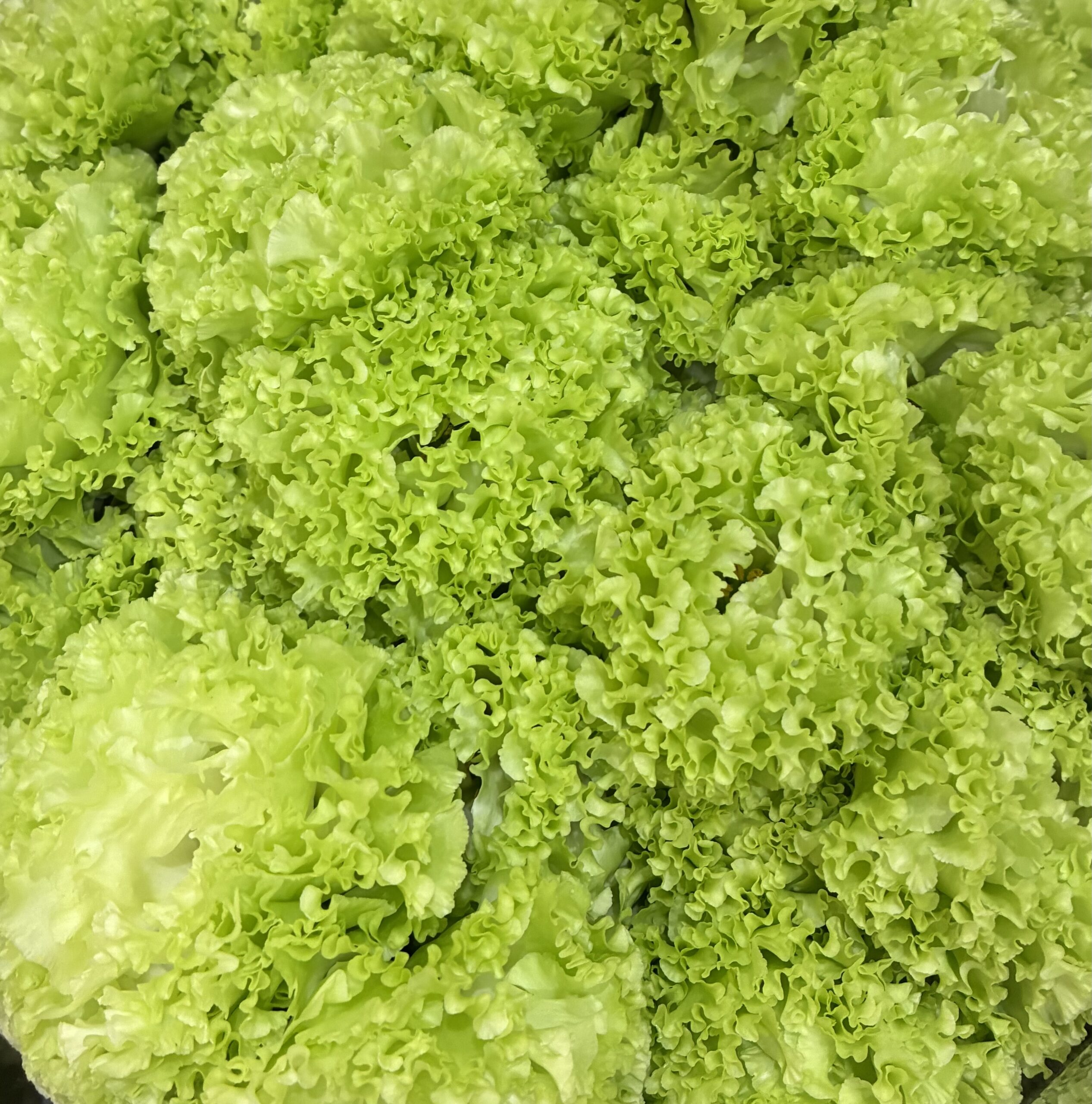 本店「トルコキキョウ　鈴木明典さん」フェア、支店「アジサイ」フェア