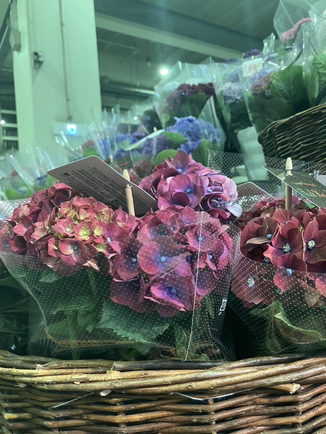 葛西店　母の日　アジサイ鉢物　始まりました！