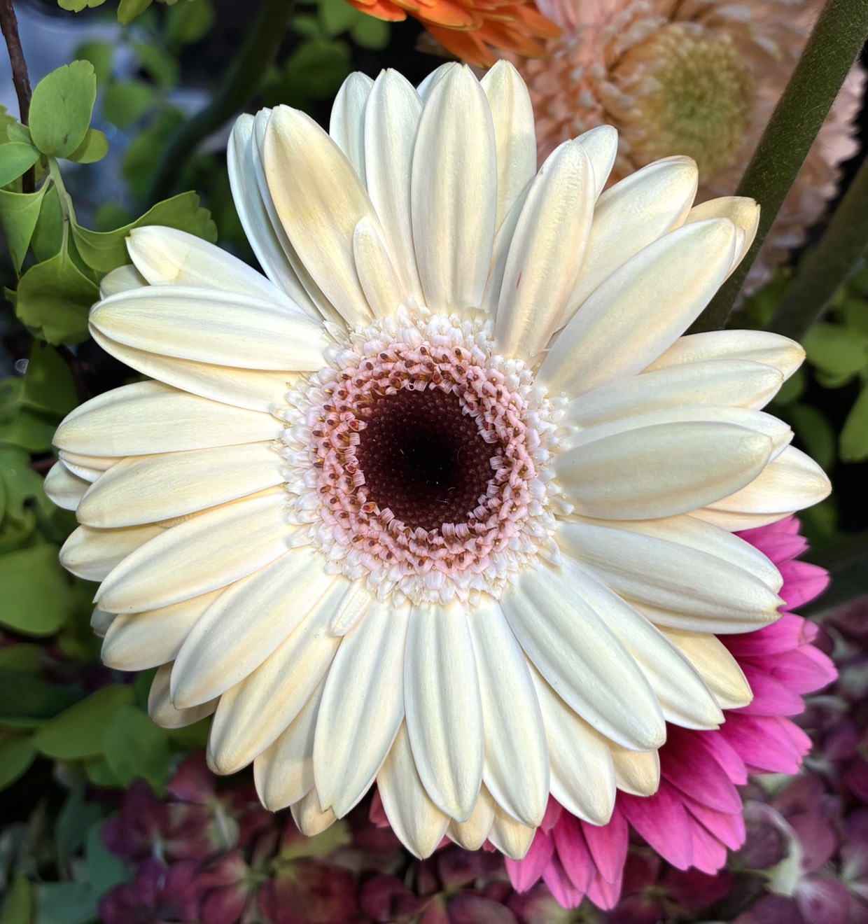 記念日直前、ガーベラフェア