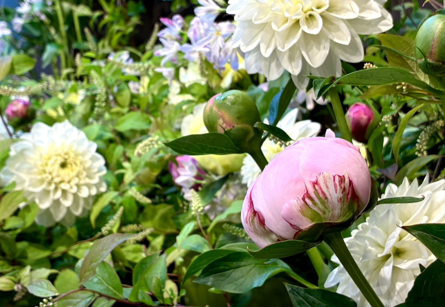 初夏のシャクヤクフェア