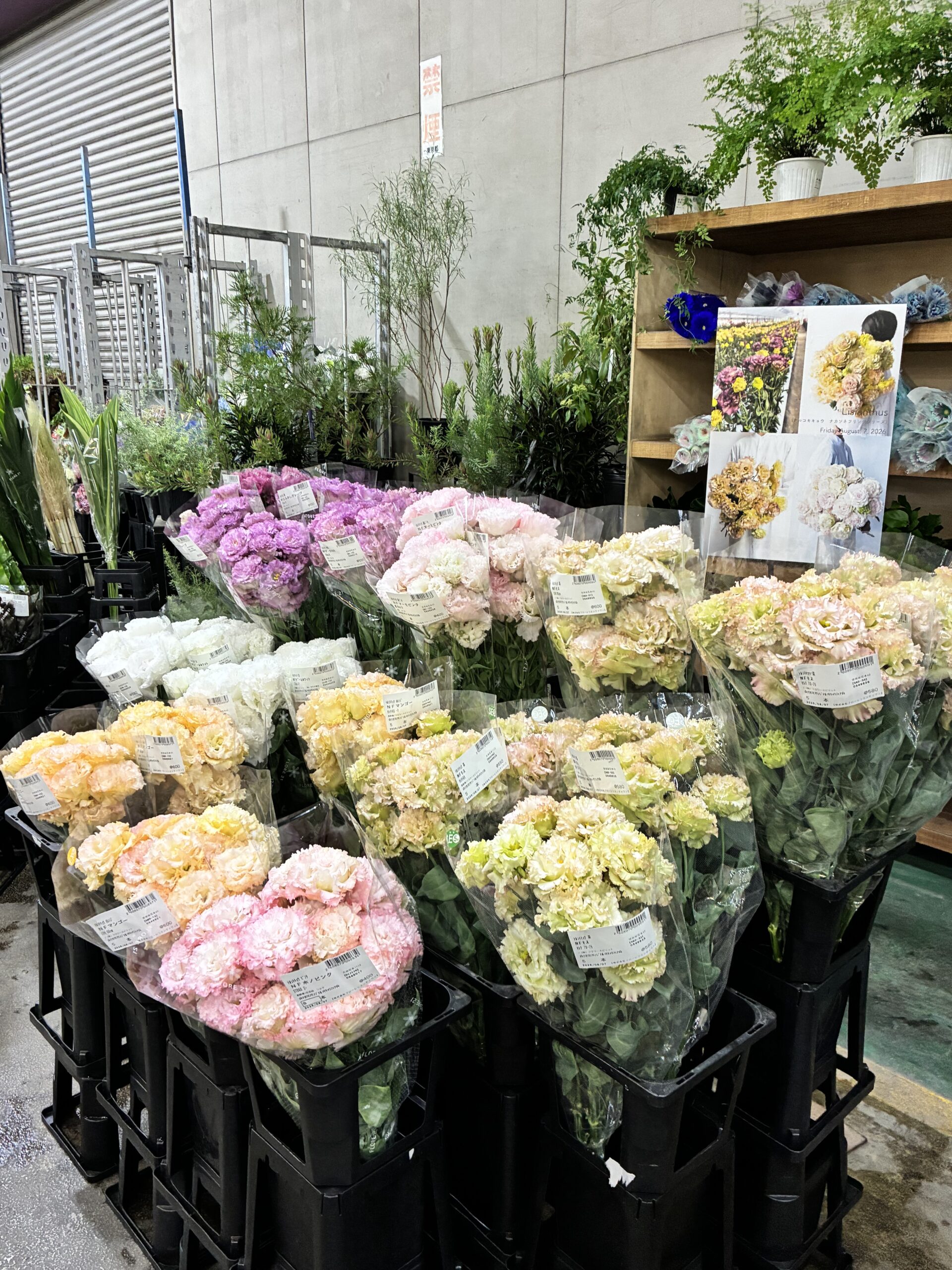 本店「トルコキキョウ　ナカソネフリンジ」、支店「マム」フェア